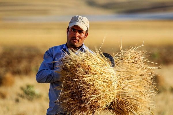 طرح جهش تولید در ۳۰ هزار هکتار از دیم زارهای چهارمحال و بختیاری