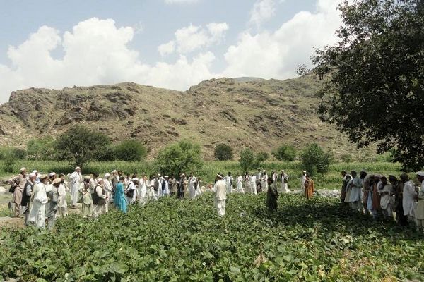 بازسازی سیستم های کشاورزی پس از جنگ 40 سال است که ایکاردا با افغانستان عراق و فلسطین کار می کند
