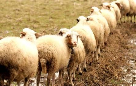 انباشتگی دامها با تداوم نبود صادرات دام زنده به کشورهای عربی/ درخواست خرید تضمینی دام زنده