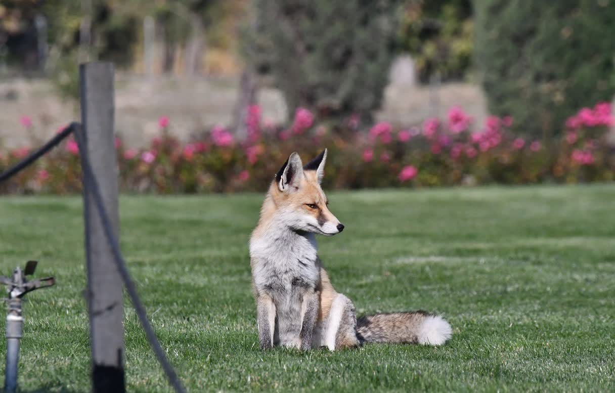 photo25962177910
