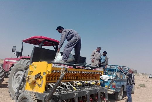 اختصاص 8 هزار هکتار برای کشت شَتَوی در سروستان