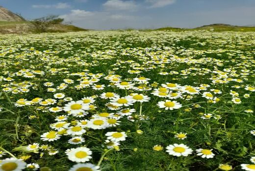 گیاه دارویی بابونه از مزارع استان بوشهر برداشت گردید