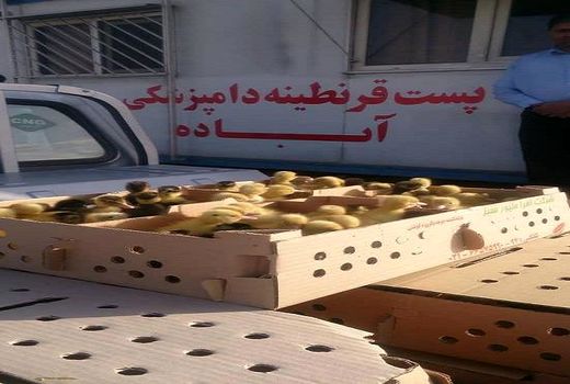 توقیف و معدوم سازی جوجه اردک غیر مجاز در آباده