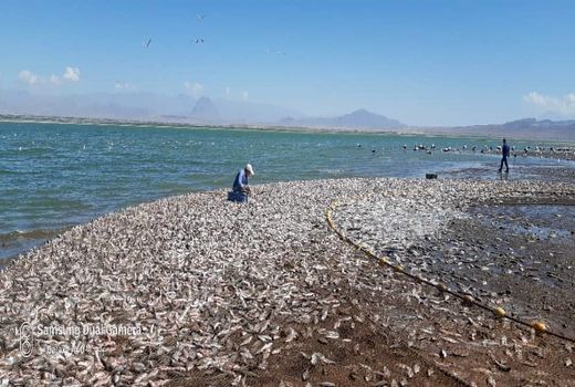 آغاز فعالیت های صید و صیادی در دریاچه پشت سد ارس 