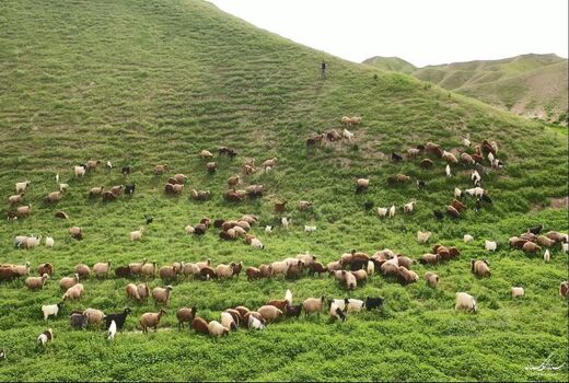 اعلام آخرین مهلت تمدید پروانه چرای دام در چهارمحال و بختیاری 