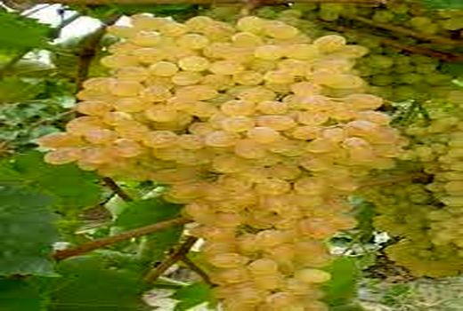 خرید توافقی، قیمت انگور را در خراسان شمالی افزایش داد