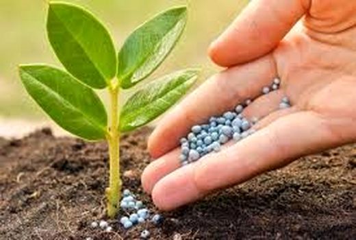 تولید کودهای فسفاته کشور به ۳۰۰ هزار تن افزایش می‌یابد