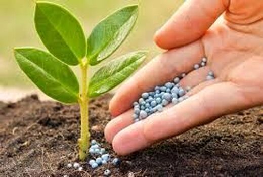 مصرف متعادل کودهای شیمیایی یارانه ای در استان قم
