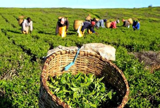 امسال بیش از ۱۴۵ هزار تن برگ سبز چای برداشت می‌شود / صنعت چای در مسیر بازسازی