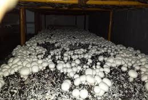 250 تن قارچ دکمه‌ای در خراسان شمالی تولید شد 