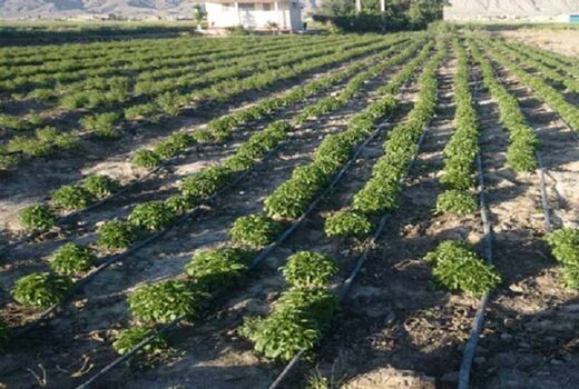 کشت گیاهان دارویی در سطح 250 هکتار از اراضی کشاورزی آذربایجان غربی