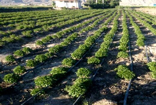 کشت گیاهان دارویی در سطح 250 هکتار از اراضی کشاورزی آذربایجان غربی