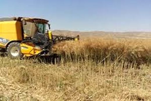 عملیات برداشت گندم و جو در شهرستان شاهرود آغاز شد