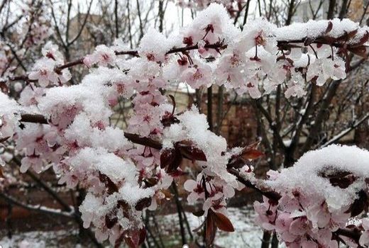 توصیه های سازمان جهاد کشاورزی خراسان شمالی برای مقابله با سرمازدگی