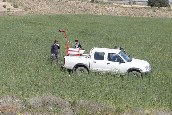 عملیات مبارزه با ملخ صحرایی در  6700 هکتار  از اراضی هرمزگان و سیستان و بلوچستان انجام شد