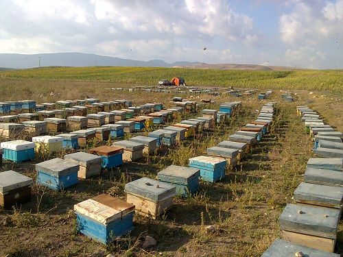 سپیدان مقصد بهاری 50 هزار کندوی رنبور عسل