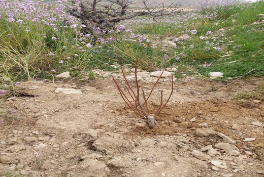 احداث باغ بر انجیر برای نخستین بار در کازرون