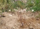 احداث باغ بر انجیر برای نخستین بار در کازرون