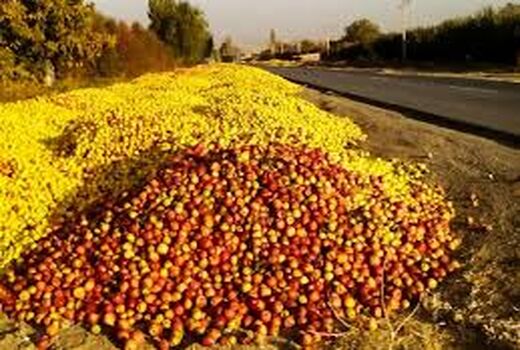 برپایی مراکز خرید سیب صنعتی بدون اخذ مجوز از جهاد کشاورزی در حاشیه جاده ها ممنوع است