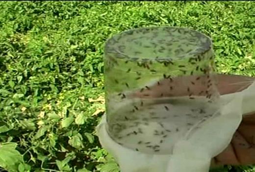 رها سازی بیش از ۳میلیون زنبور براکون در مزارع اقلید