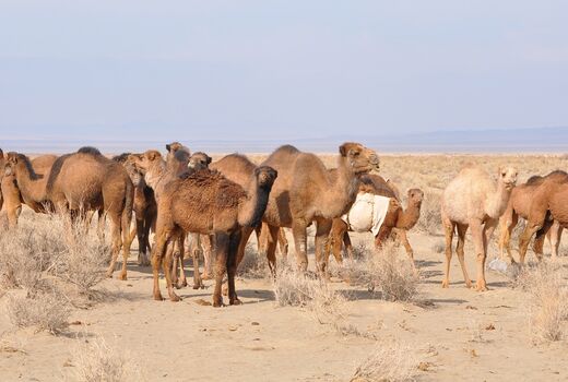 پتانسیل مناسب پرورش شتر در خراسان جنوبی