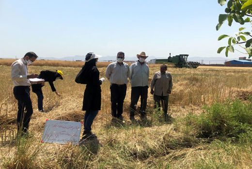 برگزاری مراسم جشن برداشت کلزا در شهرستان بناب