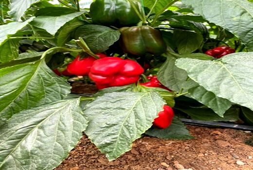 راه اندازی گلخانه 4.5 هکتاری سبزی و صیفی در استان اصفهان با حمایت بانک کشاورزی