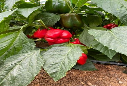 راه اندازی گلخانه 4.5 هکتاری سبزی و صیفی در استان اصفهان با حمایت بانک کشاورزی