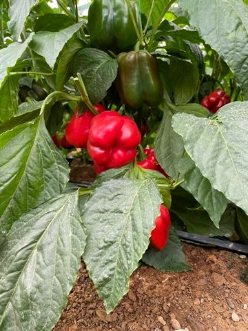 راه اندازی گلخانه 4.5 هکتاری سبزی و صیفی در استان اصفهان با حمایت بانک کشاورزی