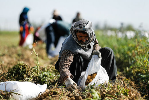 اشتغال جدید در جنوب فارس با تخصیص پایدار آب کشاورزی