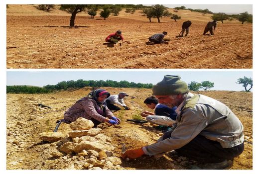 توسعه کشت گیاهان دارویی در شهرستان سامان