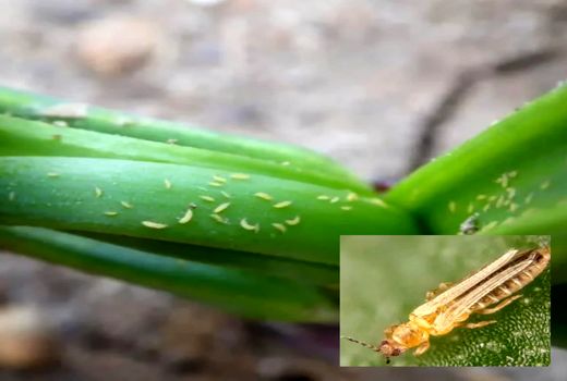  هشدار کارشناس کشاورزی درباره طغیان آفت تریپس پیاز در شرایط گرم و خشک