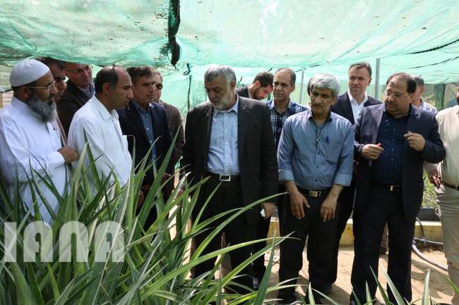  بازدید وزیر جهاد کشاورزی از گلخانه تحقیقاتی پرورش نهال کشت بافتی آناناس در چابهار