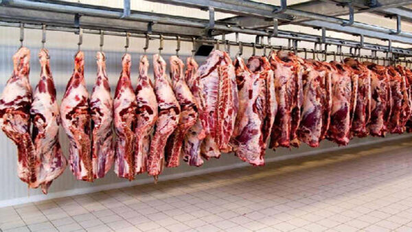 تولید بیش از ۴۳۰۰ تن گوشت قرمز توسط دامداران منطقه کاشان