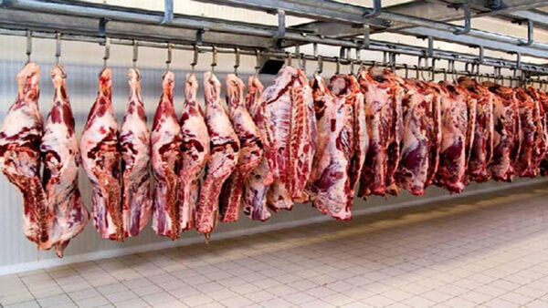 تولید بیش از ۴۳۰۰ تن گوشت قرمز توسط دامداران منطقه کاشان
