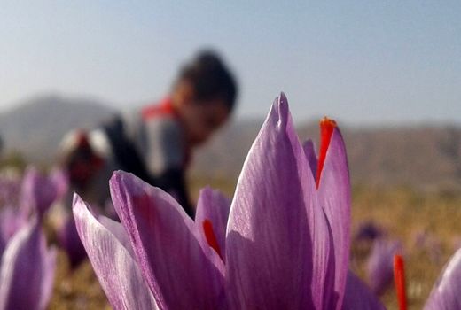 ارائه توصیه های لازم برای کشاورزان همزمان با آغاز کشت زعفران در مرند