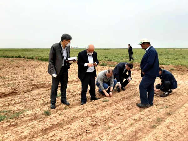 تاکنون 900 هکتار از مزارع کشاورزی استان قزوین به زیر کشت چغندر قند رفته است