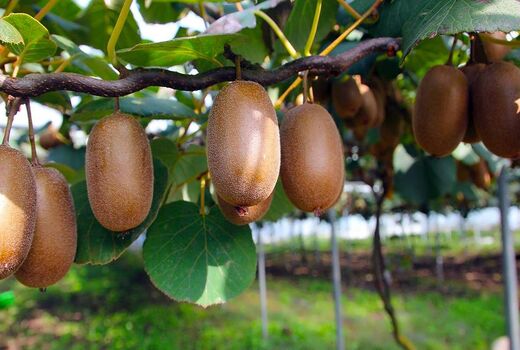 صادرات کیوی از مرز 100 میلیون دلار گذشت