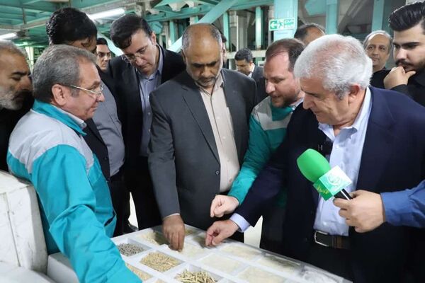 تولید 2.5 میلیون تن برنج سفید در دولت سیزدهم/ افزایش 10 درصدی درجه مکانیزاسیون کاشت و برداشت برنج