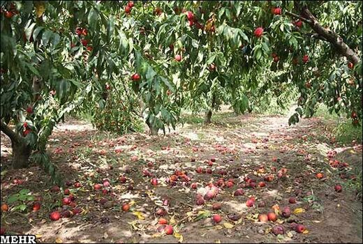 خراسان شمالی ۴۸ هزار و ۴۹۳ هکتار باغ دارد 