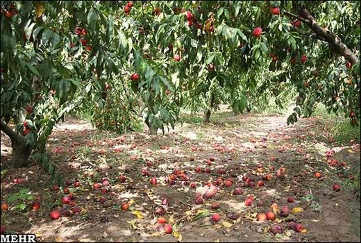 خراسان شمالی ۴۸ هزار و ۴۹۳ هکتار باغ دارد 