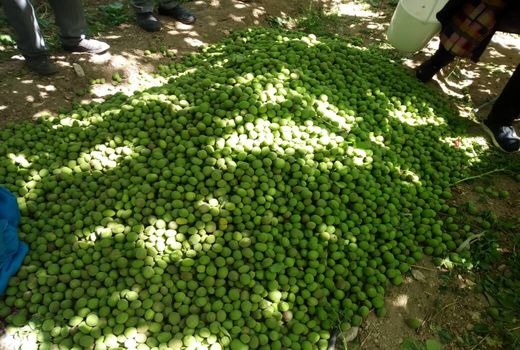 طوفان و سرما ۵۵۰ میلیارد تومان به کشاورزان ابرکوه خسارت زد