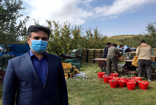  آغاز برداشت سیب از باغات شهرستان مراغه