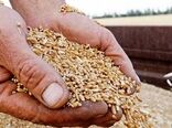 پرداخت یک هزار و ۹۳۰ میلیارد ریال از مطالبات گندم کاران ایلام 