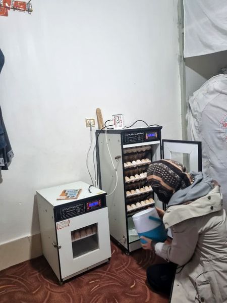 ۷۰ درصد اعضای زنجیره ارزش مرغ بومی قزوین برای دریافت تسهیلات معرفی شدند