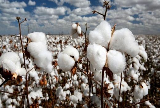  تامین 2.5 برابری بذر دلینته پنبه و تحویل با نصف قیمت به کشاورزان