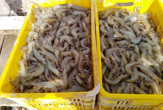 افزایش ۶۵ درصدی صید میگو در بوشهر/ پرورش‌دهندگان هم رکورد می‌زنند