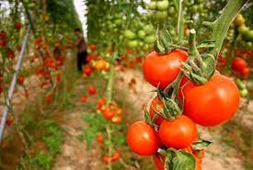 تولید سالانه بیش از ۱۷ هزارتُن انواع محصولات گلخانه‌ای در خراسان شمالی 