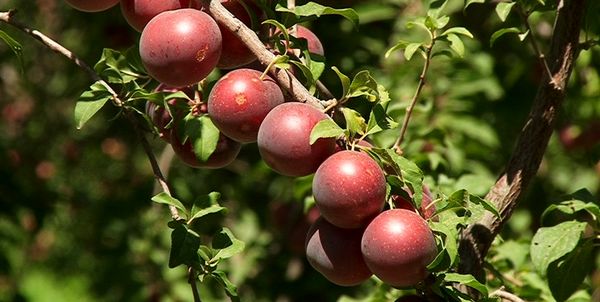 کسب رتبه نمونه ملی در تولید میوههای هسته دار توسط باغدار مراغهای