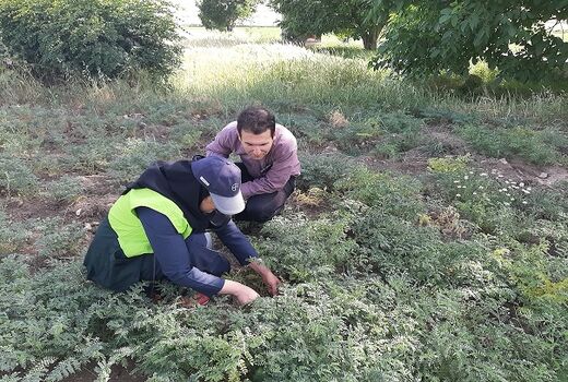 مبارزه بیولوژیک با آفت هلیوتیس در شهرستان ایوان